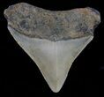 Juvenile Megalodon Tooth - North Carolina #59175-2